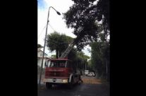 Maltempo: pianta pericolosa in via Tre Ponti, al lavoro polizia municipale e vigili del fuoco