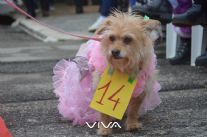 Auguri Teo, grande festa con gli amici a 4 zampe alla Cremeria Emma