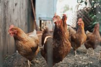 Decreto Asl, ecco le misure anti aviaria per gli allevamenti