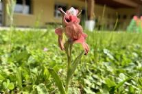 Venti rare orchidee selvatiche trovate nel giardino della scuola di Capezzano