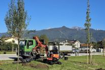 Forte dei Marmi: avviata la piantumazione di altre 70 nuove piante per valorizzare il verde urbano.