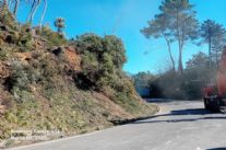 A Seravezza tagliati 250 alberi per la sicurezza stradale