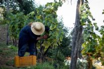 Pietrasanta, la cantina L'Altra Donna premiata dal Comune per il Vermentino "Caribà"