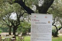 L'olivo quercetano oggetto della tappa di Ambitour