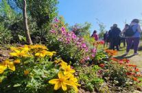 Massarosa in fiore da appuntamento a tutti per questo fine settimana