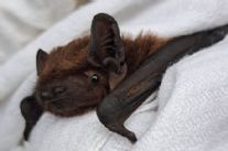 E' in volo Ugo, il primo pipistrello dotato di geo localizzatore
