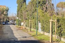 Forte dei Marmi sempre più alberata