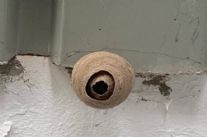 Cresce l'allarme per i nidi della vespa asiatica