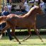 In Versiliana torna “L'arte del Cavallo”