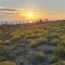 Domani Forte dei Marmi celebra i trent’anni dell’Oasi WWF Dune