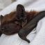 E' in volo Ugo, il primo pipistrello dotato di geo localizzatore