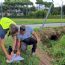 Da ieri si mettono a dimora nuove piante sul viale Apua