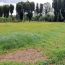 Cento alberi per i nuovi nati di Pietrasanta
