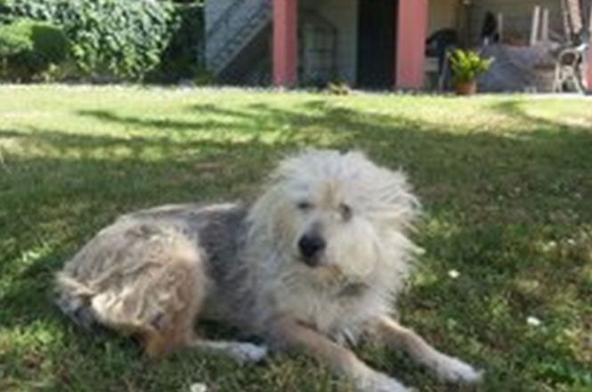 Sospeso il servizio accalappiacani a Massarosa: "omissione vergognosa nei confronti degli animali"