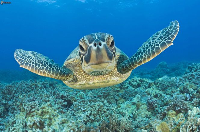 Pescatori toscani in prima linea per proteggere le tartarughe marine