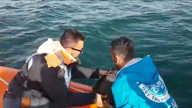 Liberata in mare la tartaruga “Ruga” nelle acque dell’Area Marina Protetta Secche della Meloria.
