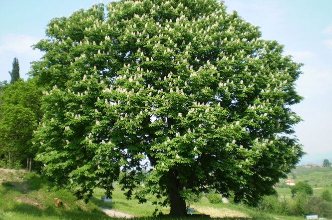 Arrivano le castagne: da “pane dei poveri” a frutto pregiato