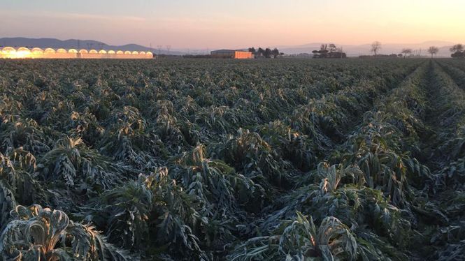 Maltempo, il gelo brucia i raccolti di carciofi e finocchi. Confagricoltura Toscana: “Agricoltori lasciati soli”