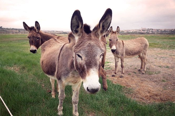 Domenica a Ripa una divertente passeggiata ecologica con gli asinelli