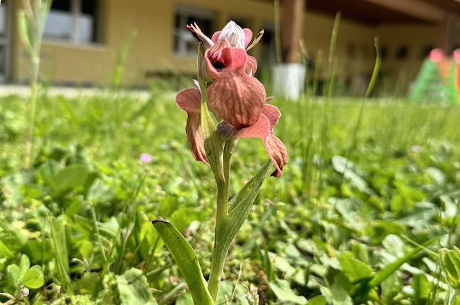 Venti rare orchidee selvatiche trovate nel giardino della scuola di Capezzano