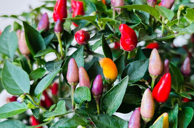 Carmazzi presenta la varietà di peperoncino dedicata a Giacomo Puccini nel centenario della scomparsa