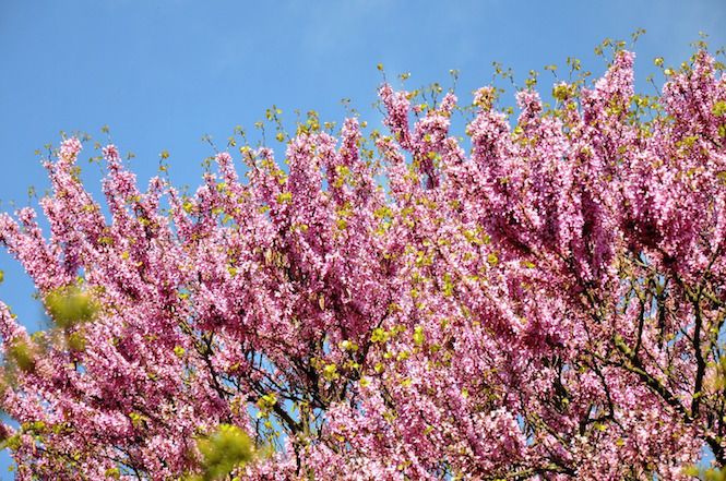 Il Consorzio di Bonifica donerà 20 "alberi di Giuda" al comune di Pietrasanta