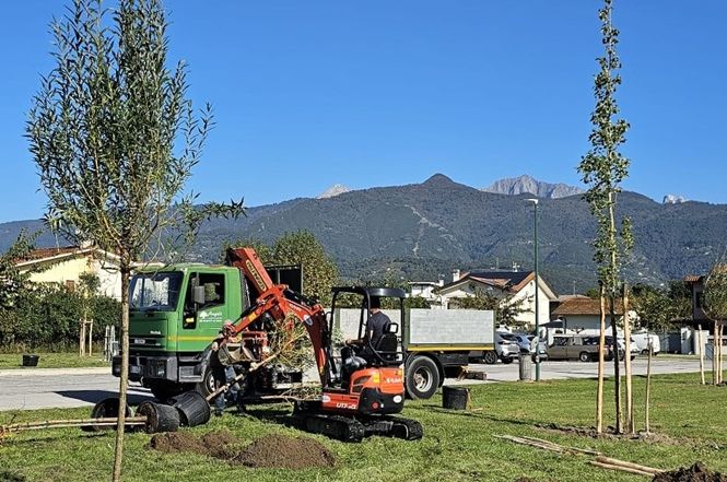 Forte dei Marmi: avviata la piantumazione di altre 70 nuove piante per valorizzare il verde urbano.