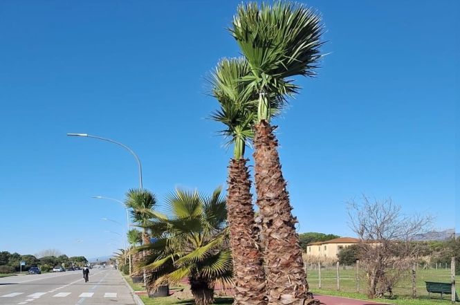 31 nuove palme sul lungomare a Vittoria Apuana