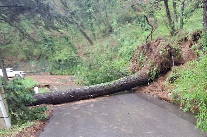 Camaiore, tante frane, smottamenti e alberi caduti
