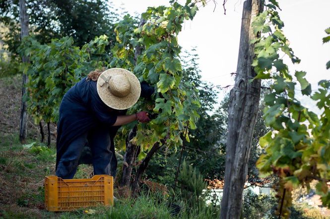 Pietrasanta, la cantina L'Altra Donna premiata dal Comune per il Vermentino "Caribà"