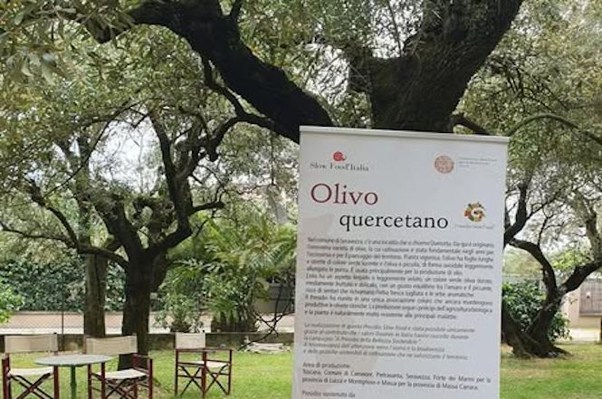 L'olivo quercetano oggetto della tappa di Ambitour