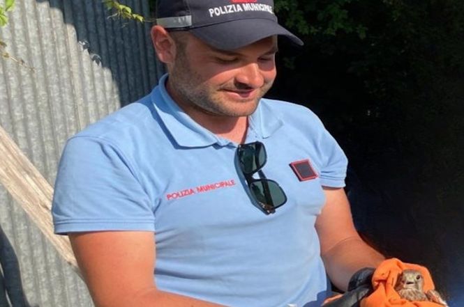 Forte, un giovane falco salvato grazie al pronto intervento della Municipale