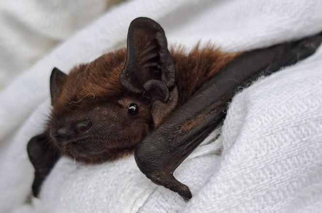 E' in volo Ugo, il primo pipistrello dotato di geo localizzatore