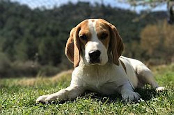 Animali d’affezione: approvata la legge per la tumulazione con il proprietario