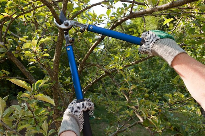 Cittadini chiamati a potare rami sporgenti per facilitari lavori a Pozzi
