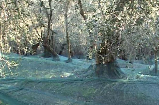 Cia Versilia: stagione positiva per l’olio Versiliese
