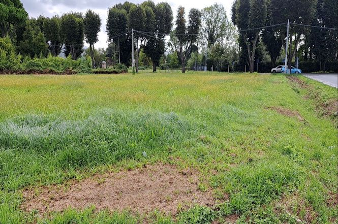 Cento alberi per i nuovi nati di Pietrasanta