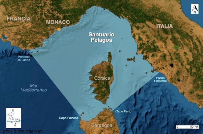 Pietrasanta ha rinnovato l'adesione alla Carta del Santuario di Pelagos