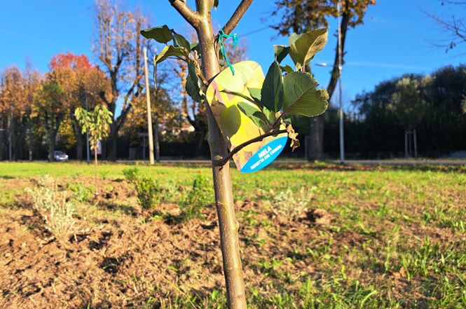 Parco-frutteto in viale Apua, a dimora piante ed essenze