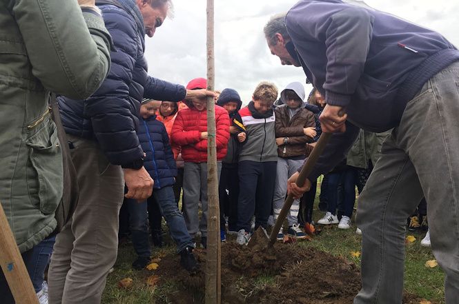 A Seravezza due giorni di piantumazione di olivi e altre specie arboree