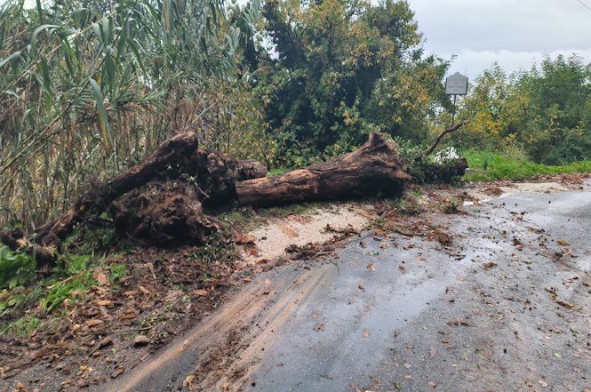 Seravezza, ancora smottamenti e sradicamenti di alberi dopo le recenti piogge