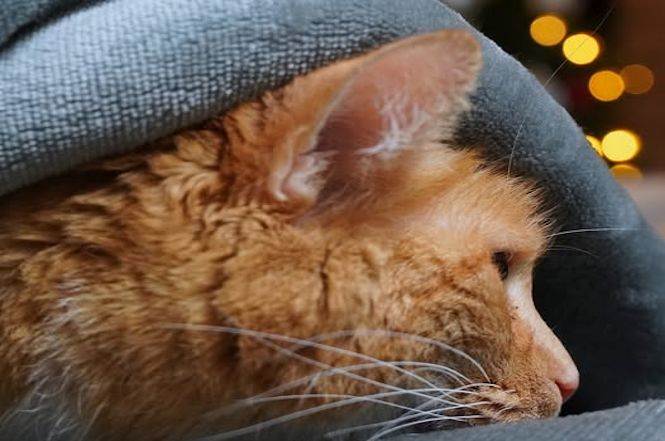 Pietrasanta, fermo no contro i "botti" di capodanno