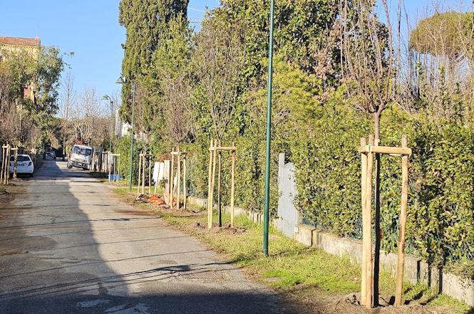Forte dei Marmi sempre più alberata