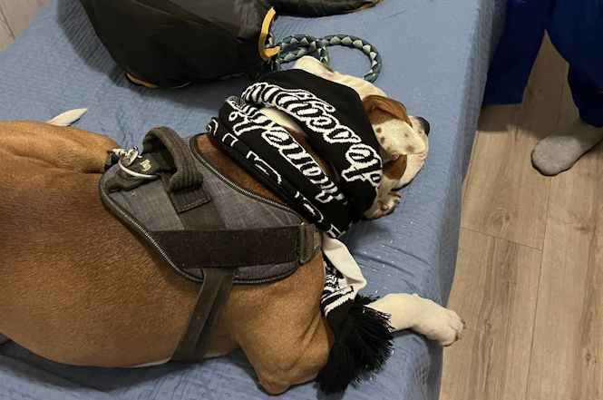 La solidarietà infinita per Beppe e Blanco. Grazie Viareggio