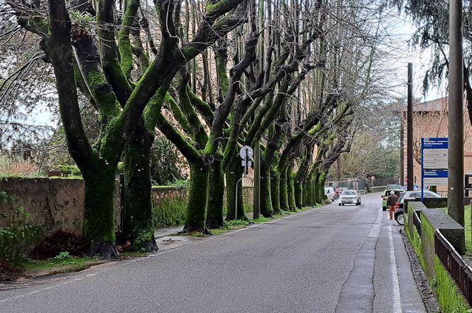 Tempo di potatura e divieti di transito