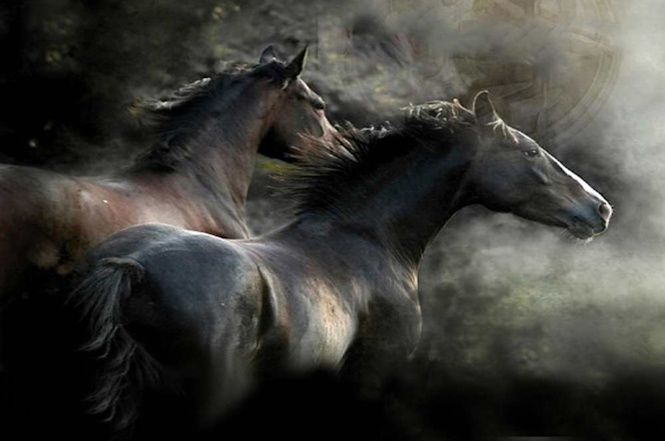 Proposta di legge per vietare la macellazione di cavalli, pony, muli, asini e bardotti