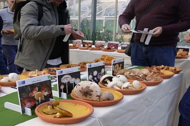 Usl e micologia: 300 certificazioni e 15 interventi d'irgenza al PS