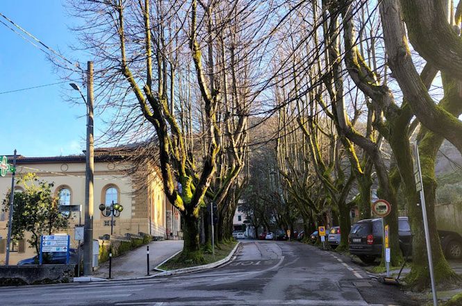 Potatura notturna di 30 tigli in via Capriglia da domani sera
