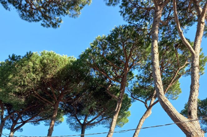 Forte dei Marmi prosegue nel programma di tutela del verde pubblico