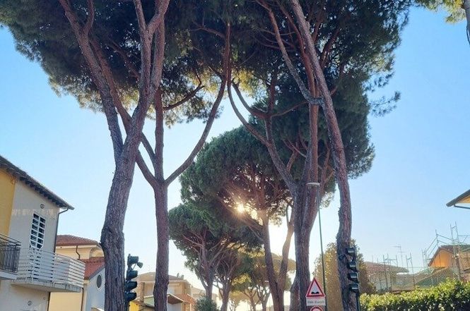 Lido: 400 firme contro il taglio di Pini e Oleandri in via Veneto